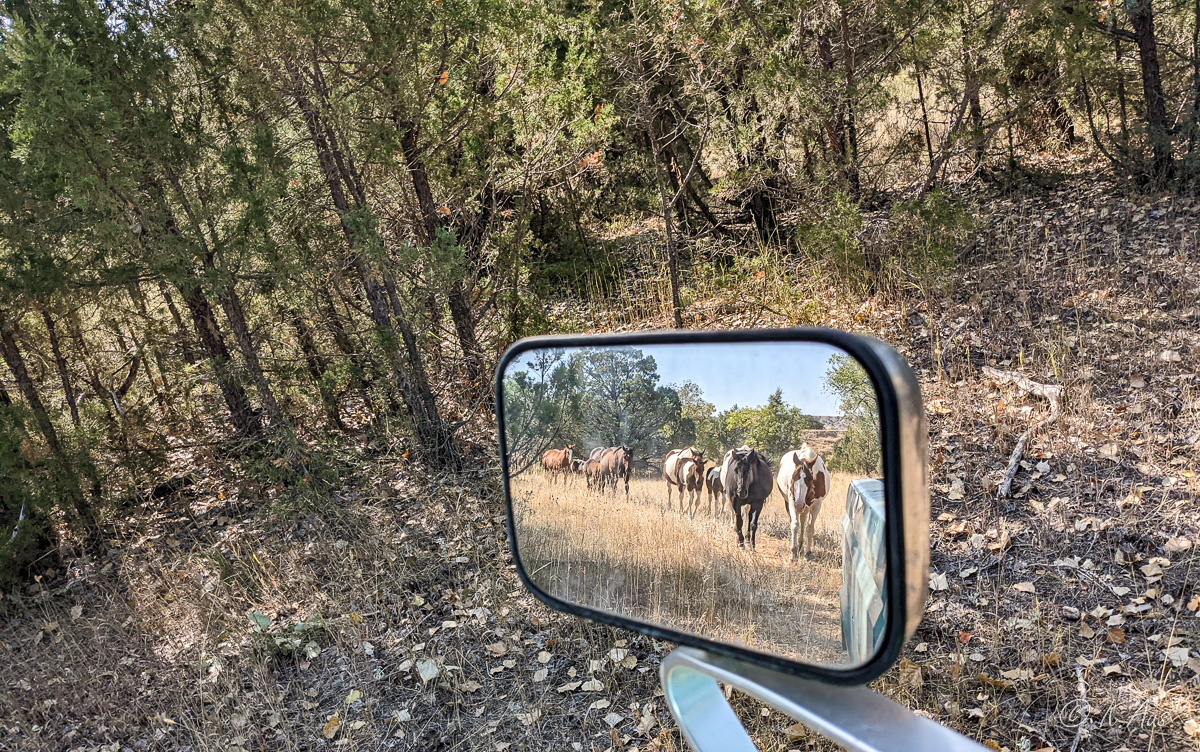 horses in a pickup rear view mirror